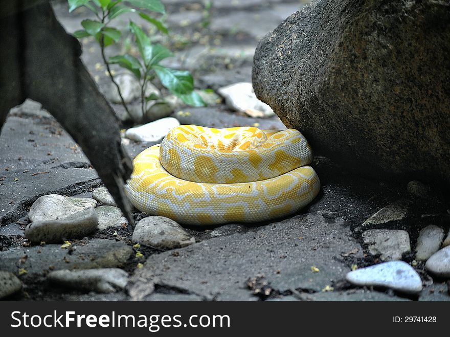 A yellow Burmese python in a curling position.