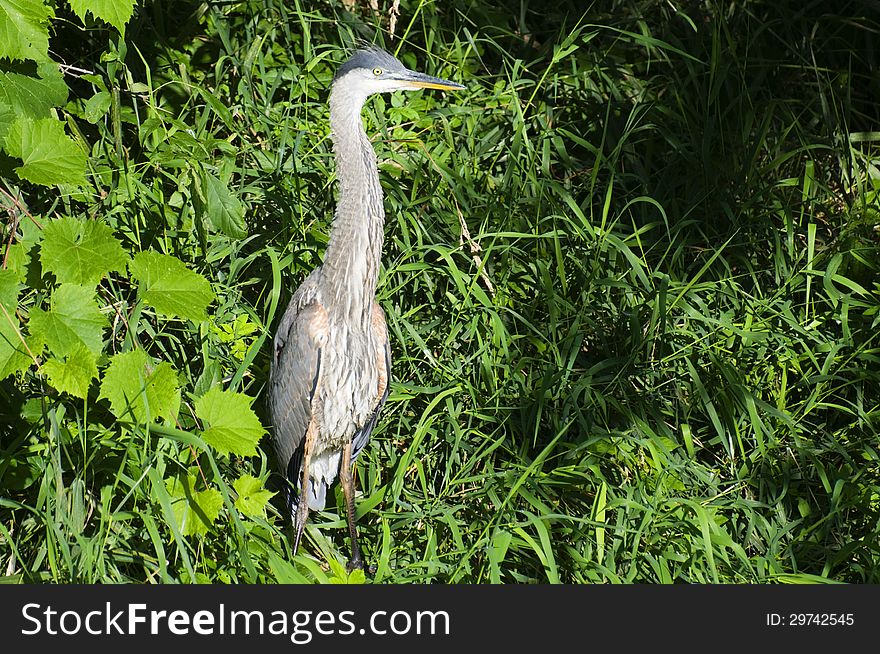 Great Blue Heron in the long grass.