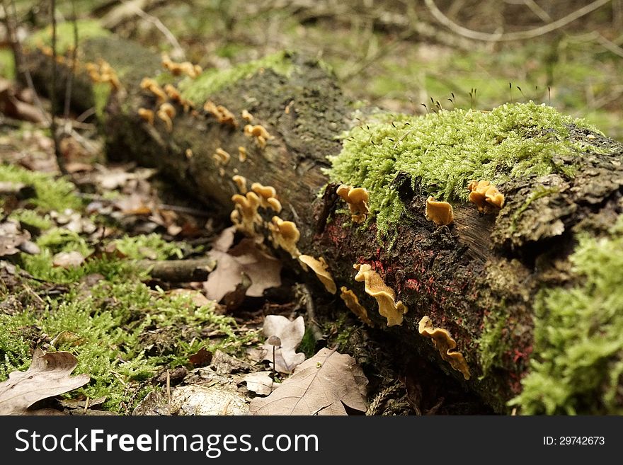 Tree trunk in autumn grown with mushroom