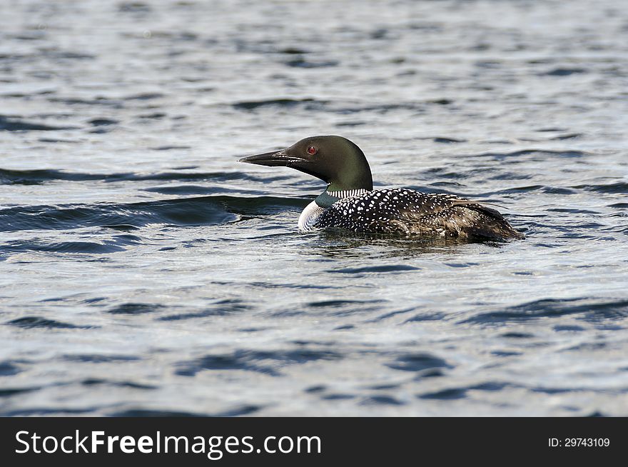 Loon On The Lake