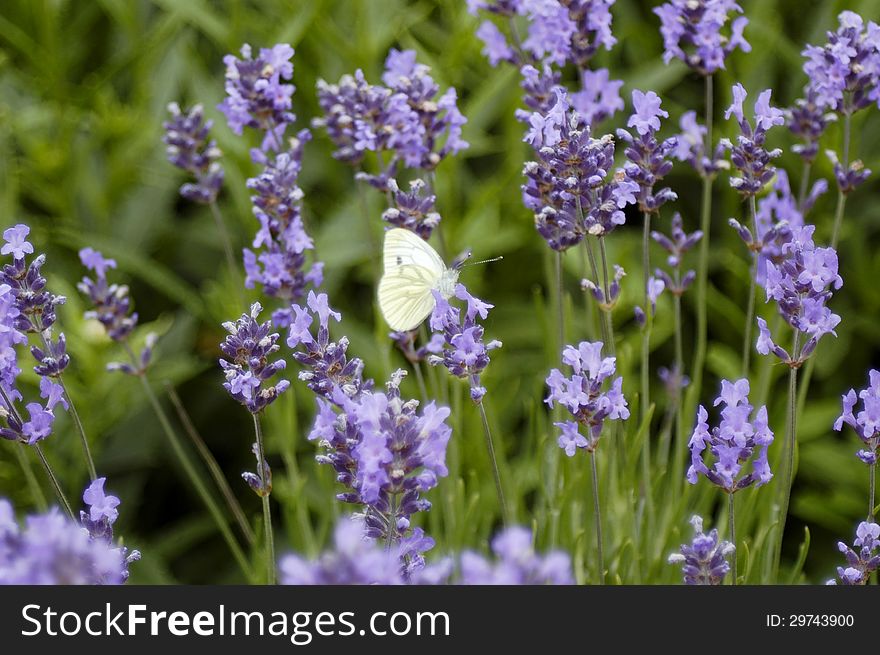 Butterfly On Lavender