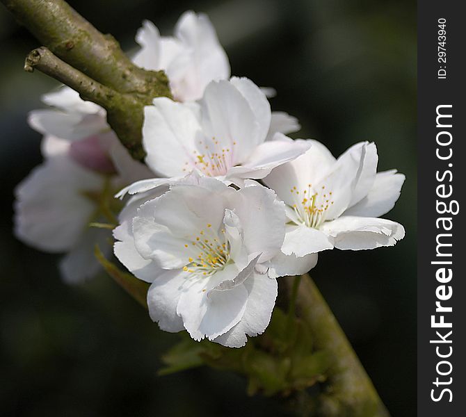 Apple rree with spring blossom flowers. Apple rree with spring blossom flowers