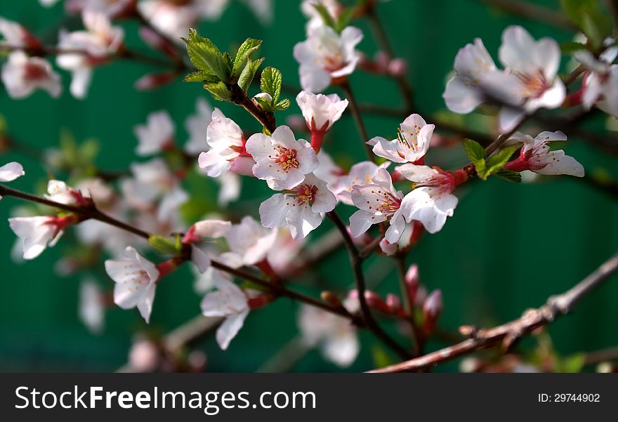 Beautiful Spring Cherry Blossoms and Leafs closeup on Green background Outdoors