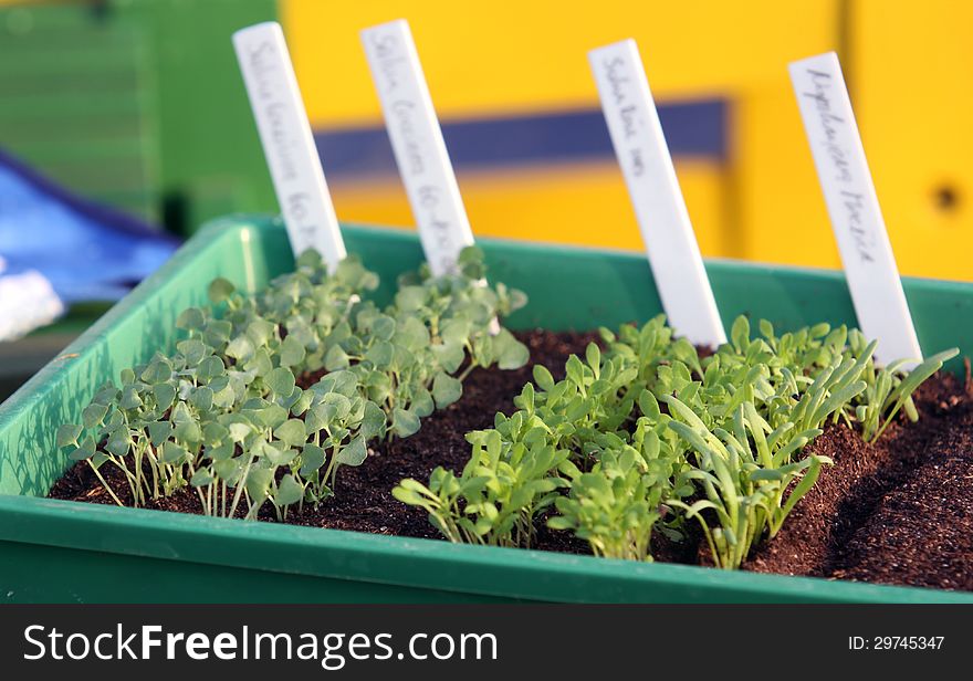 Seddlings vegetable and flowers young plants