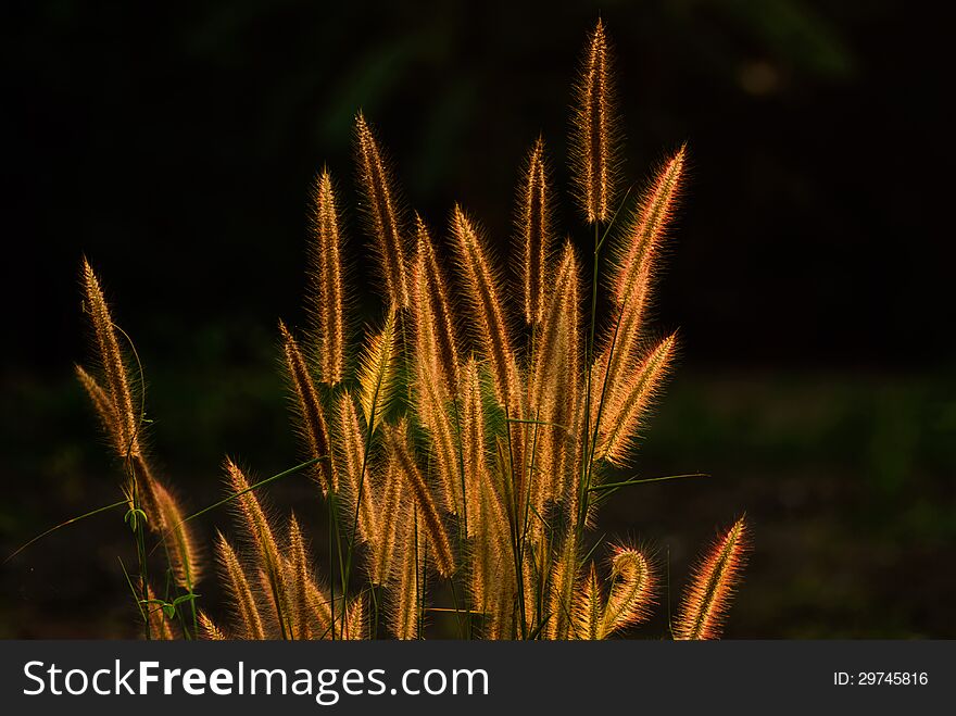 Flower grass being light evening.