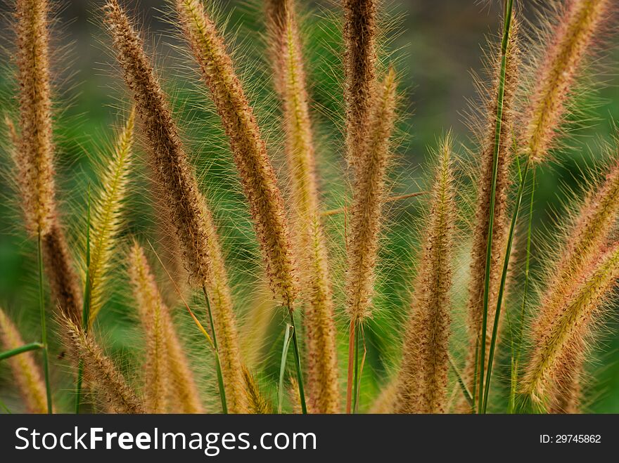 Flower grass evening relax time