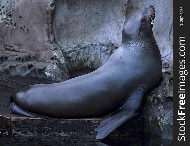 Big marine seal resting close to the water