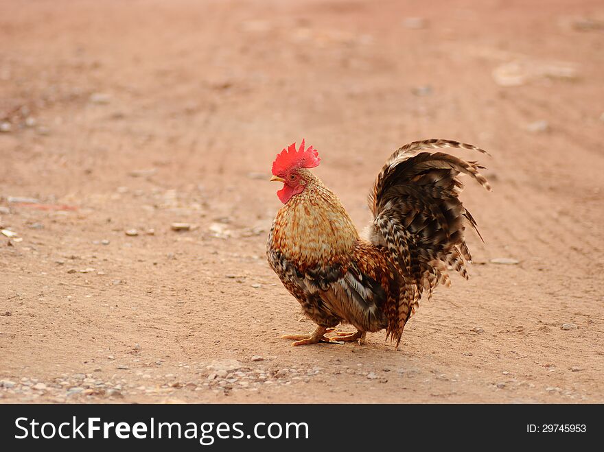 Bantam beautiful male with a long tail.