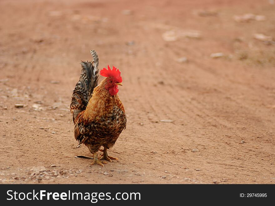 Bantam beautiful male with a long tail.