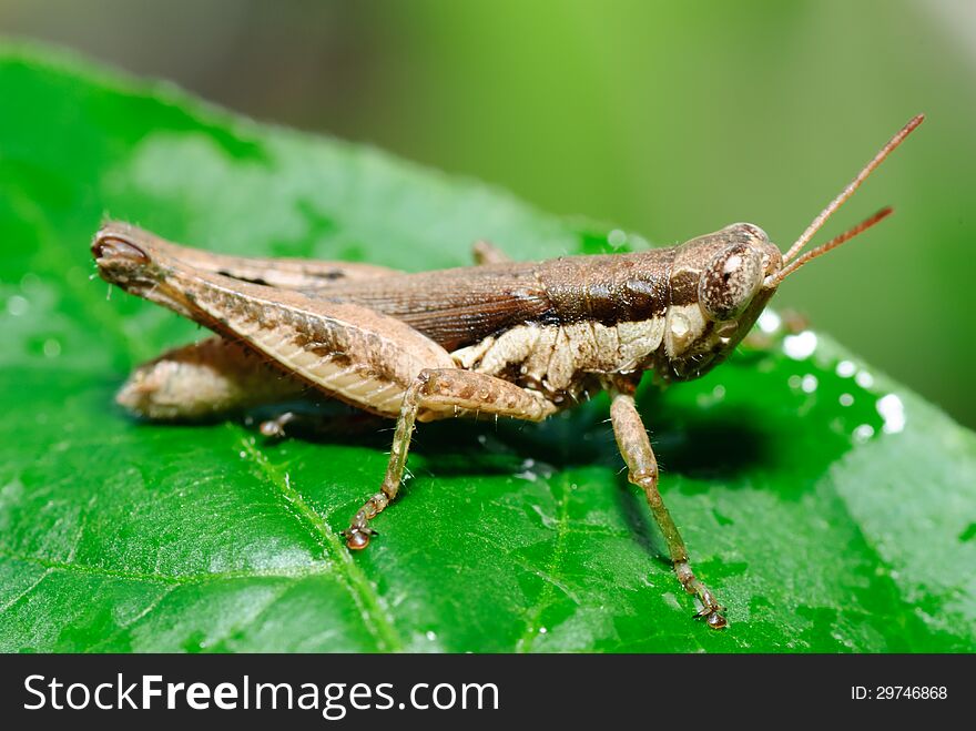 True macro of a grasshopper