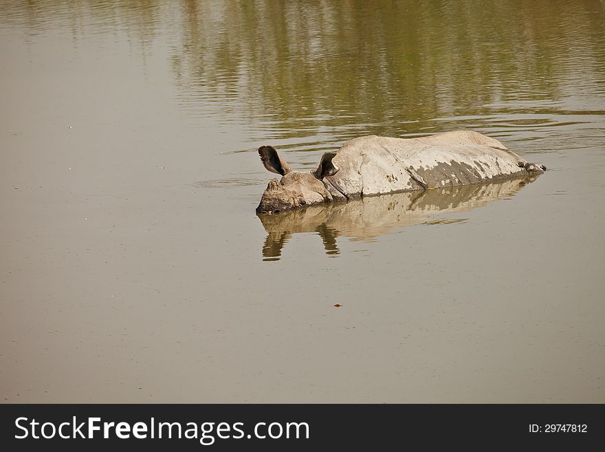 Rhinoceros Swiming