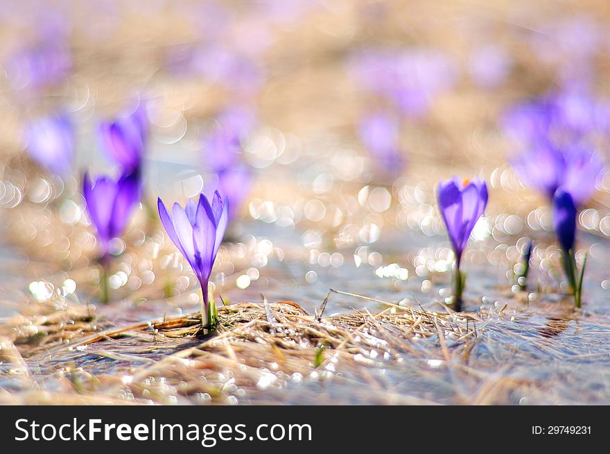 Crocus Flowers Growing In Stream