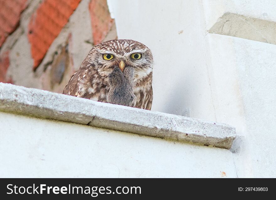 Little owl brought a mouse to the chicks for lunch