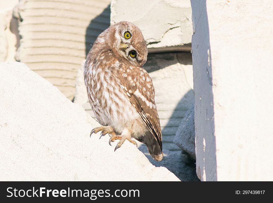 young little owl makes a face at the camera