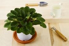 Houseplant And Tools Stock Images Houseplant And Tools Stock Images