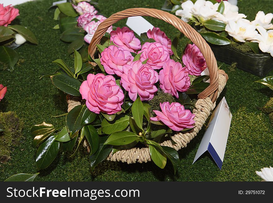 Camellia, Flowers, Exposition