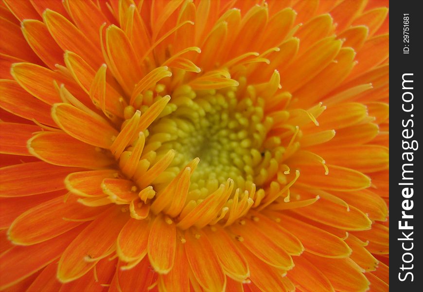 Orange and yellow flower, colorful. Orange and yellow flower, colorful.