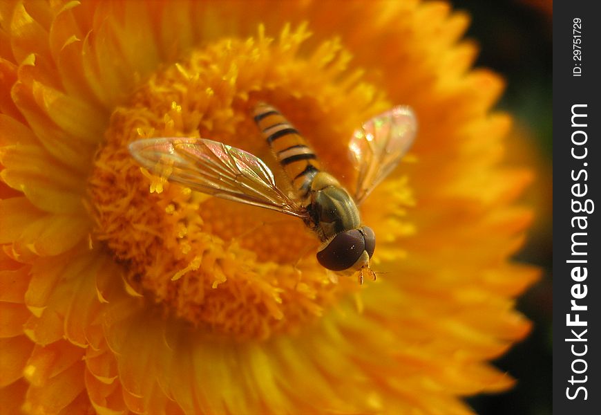 A macro of small honeybee flying away from a yellow flower, bee in focus.