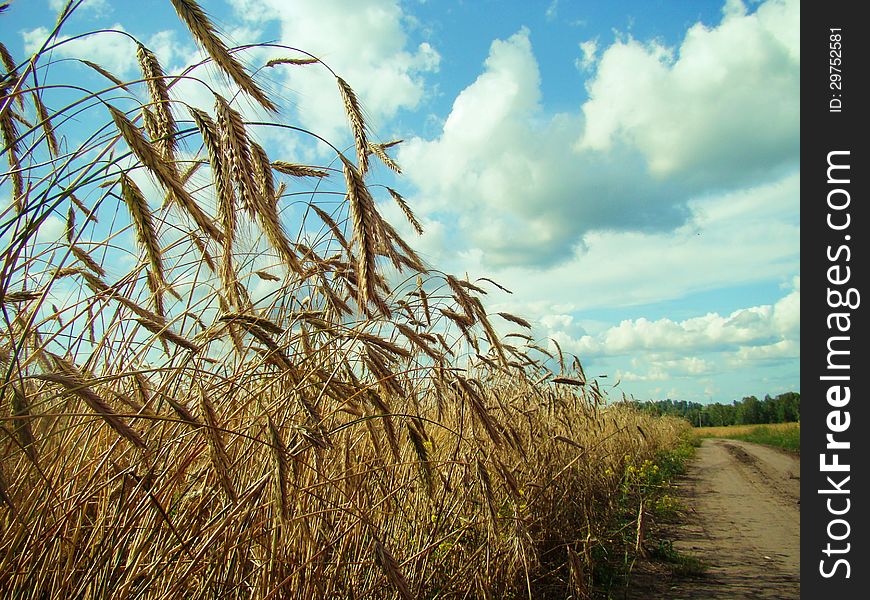 Mature wheat ears on fields of the farmer. Mature wheat ears on fields of the farmer