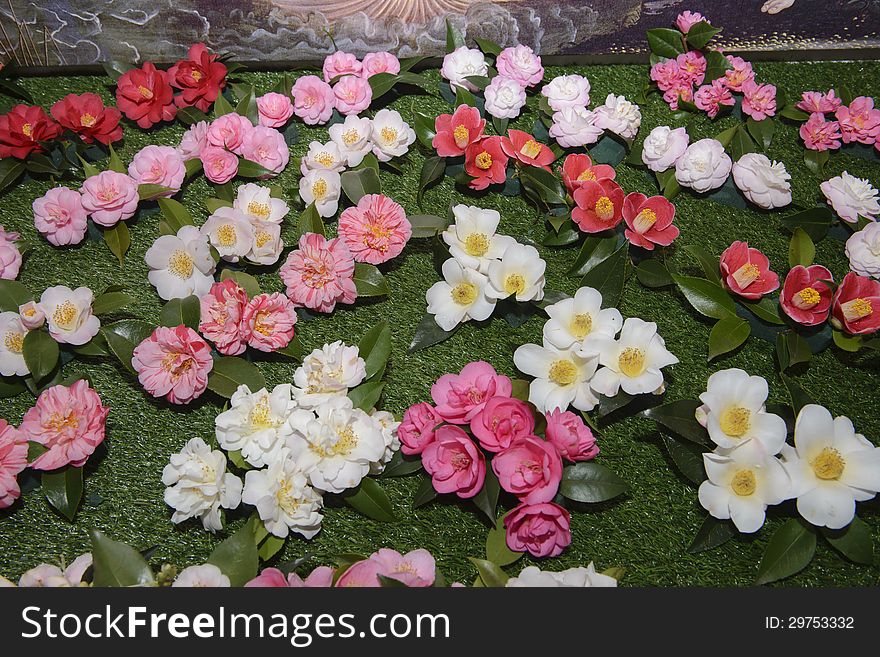 Camellia, Flowers, Exposition