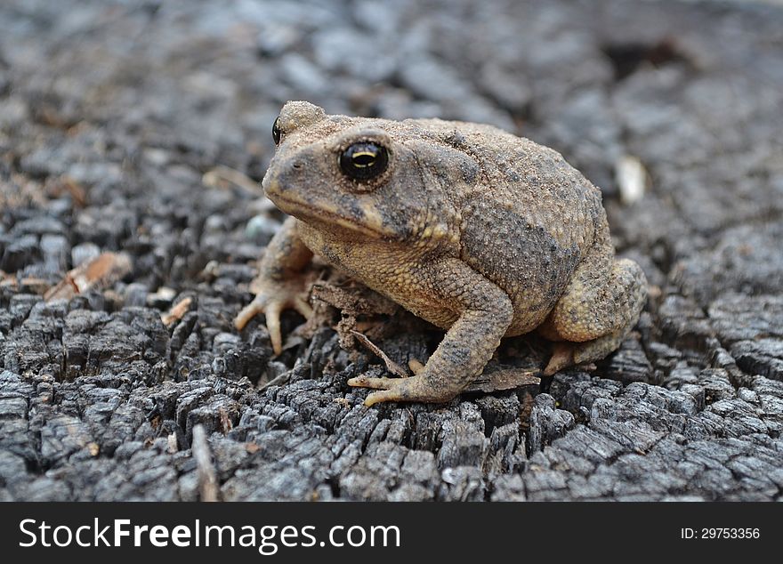 Toad emerges from hibernation covered in sand. Resting on an Oak stump. Toad emerges from hibernation covered in sand. Resting on an Oak stump.