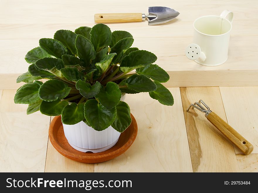 Houseplant, small blade, rake and watering can. Houseplant, small blade, rake and watering can