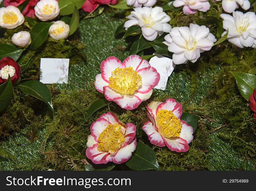 Camellia, Flowers, Exposition