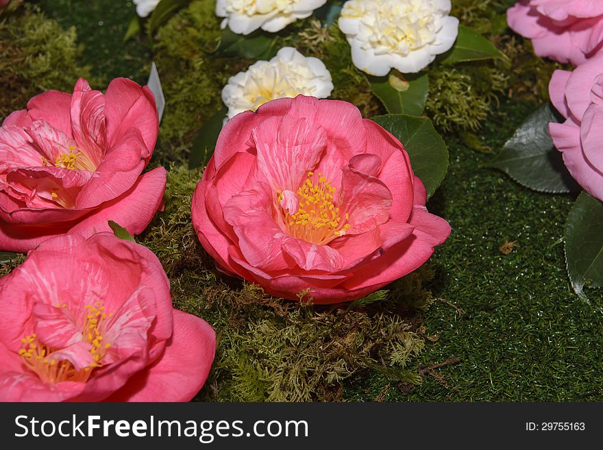 Exhibition, exposition of flowers, camellias different species. Exhibition, exposition of flowers, camellias different species