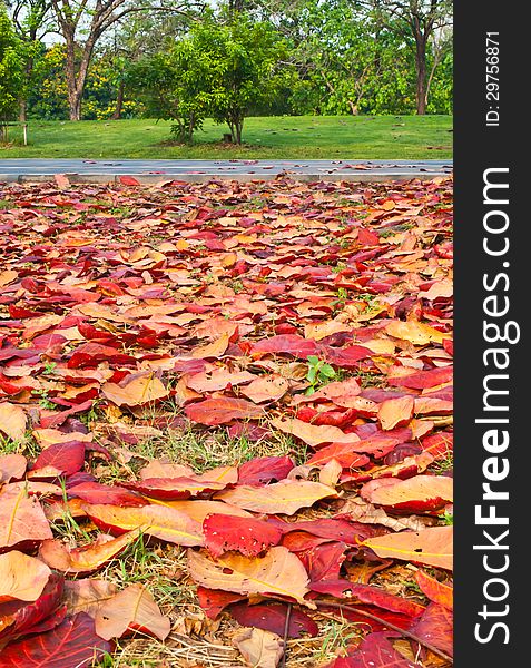 Red leaves of terminalia catappa in autumn