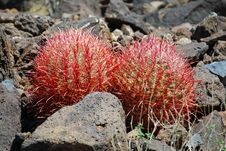 Pair Of Young Barrel Cacti Near Black Mountain, Henderson, Nevada Royalty Free Stock Photography Pair Of Young Barrel Cacti Near Black Mountain, Henderson, Nevada Royalty Free Stock Photography