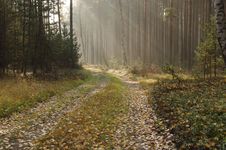 Forest In Autumn. Stock Photos Forest In Autumn. Stock Photos