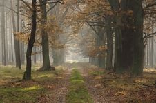 Forest In Autumn. Stock Photo Forest In Autumn. Stock Photo