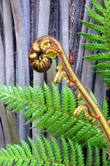 Koru Tree Fern Frond & Trunk Symbol Of New Zealand Stock Image
