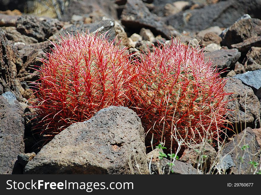 Pair Of Young Barrel Cacti Near Black Mountain, Henderson, Nevada