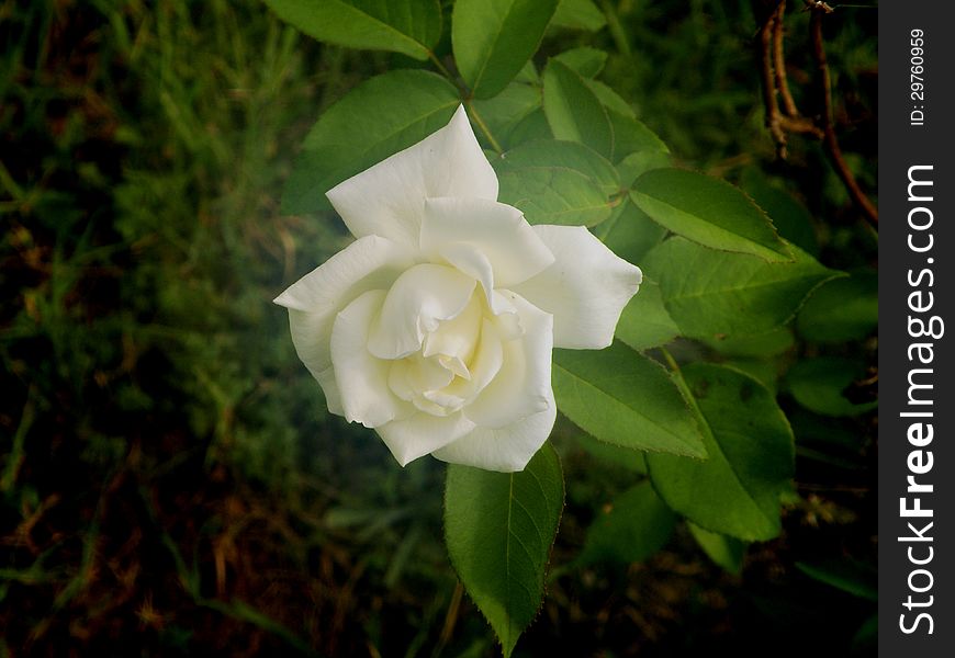 A single white rose in full blood as the summer day comes to end.