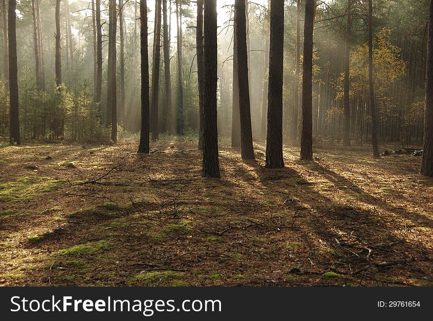 The photo shows pine forest bathed in the morning sun. Sunshine breaking through the trees roam the fog. The photo shows pine forest bathed in the morning sun. Sunshine breaking through the trees roam the fog.
