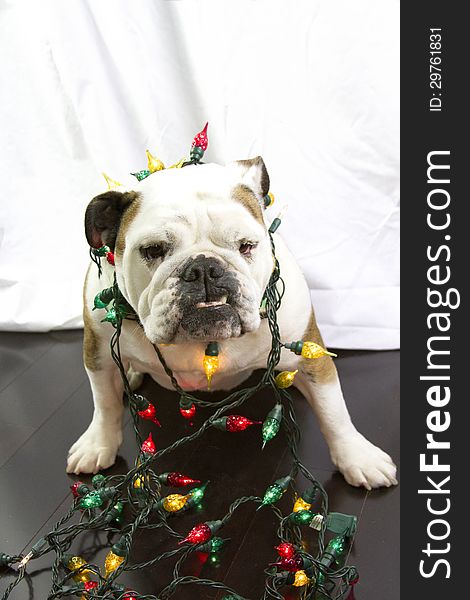 English Bulldog wrapped in Christmas lights on wood floor with white background. English Bulldog wrapped in Christmas lights on wood floor with white background