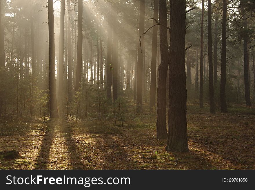 The photo shows pine forest high in the morning mist absorbed the sun lit up. The photo shows pine forest high in the morning mist absorbed the sun lit up.