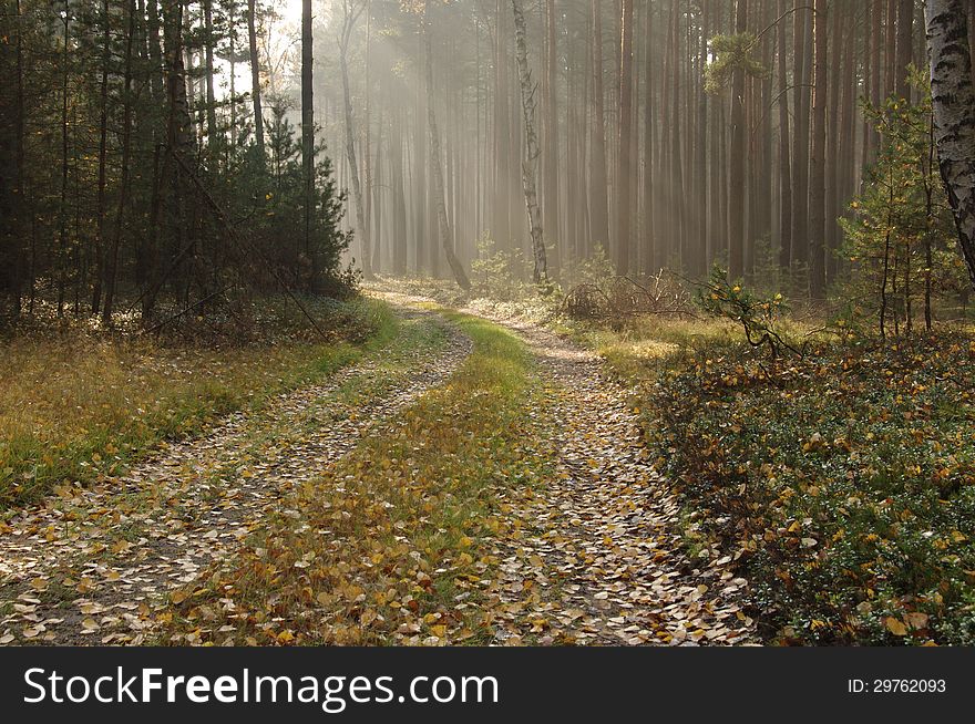 The photo shows a forest road in the morning. The road turns to the left. On both sides of the growing sosonowy forest. The road rises morning fog lightened sun. Way cover fallen, wet leaves. The photo shows a forest road in the morning. The road turns to the left. On both sides of the growing sosonowy forest. The road rises morning fog lightened sun. Way cover fallen, wet leaves.