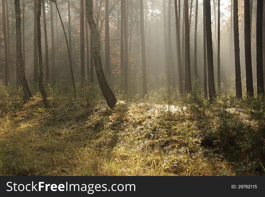 The photo shows pine forest high in the morning mist absorbed the sun lit up. The photo shows pine forest high in the morning mist absorbed the sun lit up.