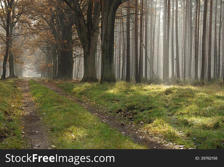 The photo shows the forest in autumn. On the right side of the frame are tall pines on the left side is a forest road on which they grow oaks. The leaves of trees are brown in color. Forest is steeped in the morning fog lit up the sun.