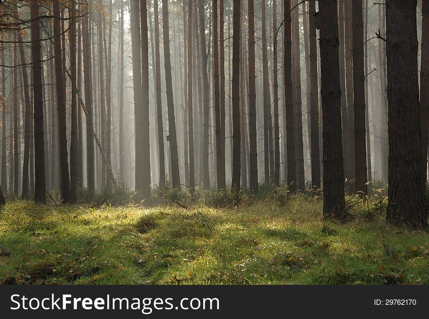 The photograph shows a high pine forest. The forest is lost in the mist of morning sun lit up. The photograph shows a high pine forest. The forest is lost in the mist of morning sun lit up.