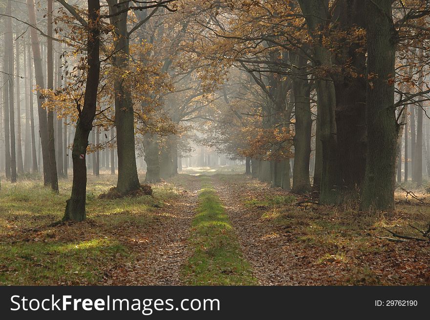 The photo shows the forest in autumn. The main theme is the forest road. With her right hand, in close proximity to stand tall oaks, the leaves on the branches are brown in color. The oaks and the left side of the road is a tall pine forest.