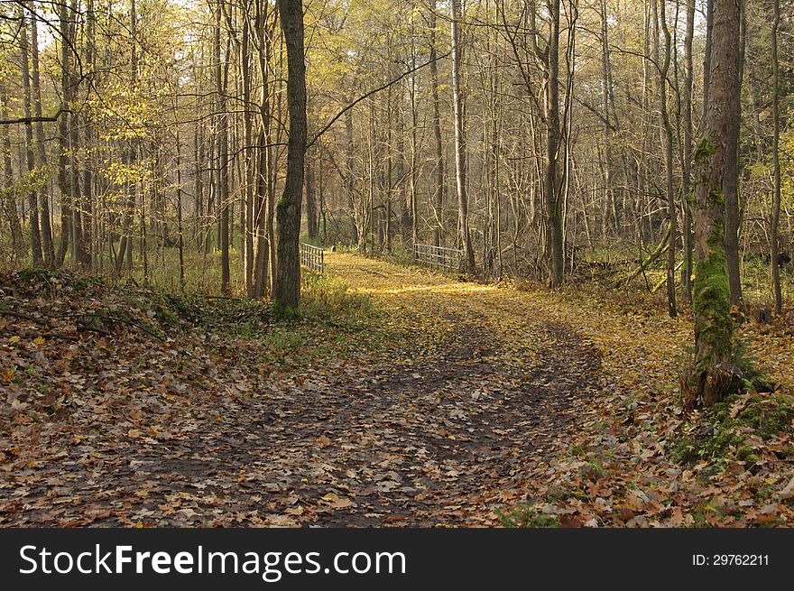 The photo shows the forest in autumn. The main theme is the twisting forest road to the left. At the end of the curve, we see metal bridge railing. Road and near the ground is covered with a thick layer of yellow leaves.