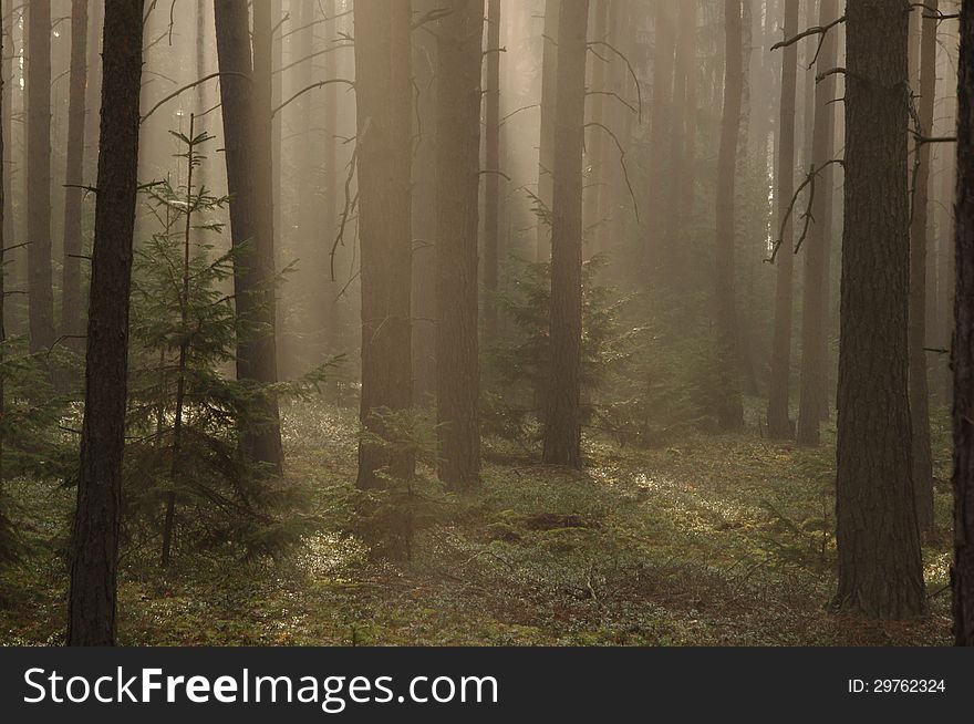 The photo shows pine forest high in the morning mist absorbed the sun lit up. The photo shows pine forest high in the morning mist absorbed the sun lit up.