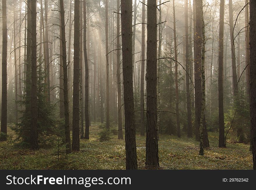 The photo shows pine forest high in the morning mist absorbed the sun lit up. The photo shows pine forest high in the morning mist absorbed the sun lit up.