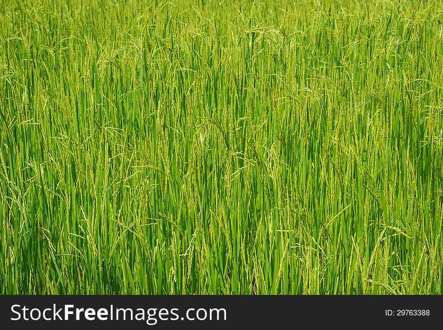 Background of green paddy field under sunlight