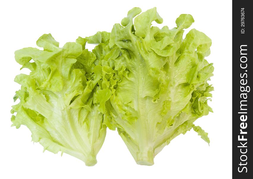 Oak Leaf Lettuce isolated over white background. Oak Leaf Lettuce isolated over white background.