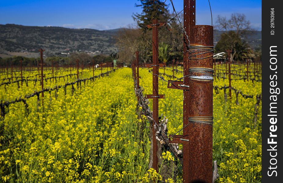 A Napa Valley vineyard full of blooming mustard flowers in spring.