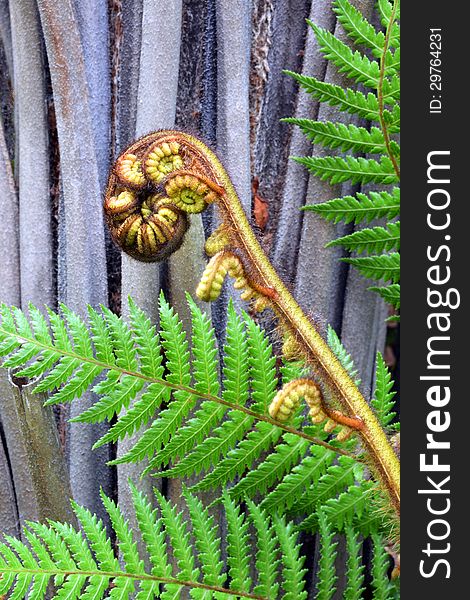 Koru Tree Fern Frond & Trunk Symbol Of New Zealand